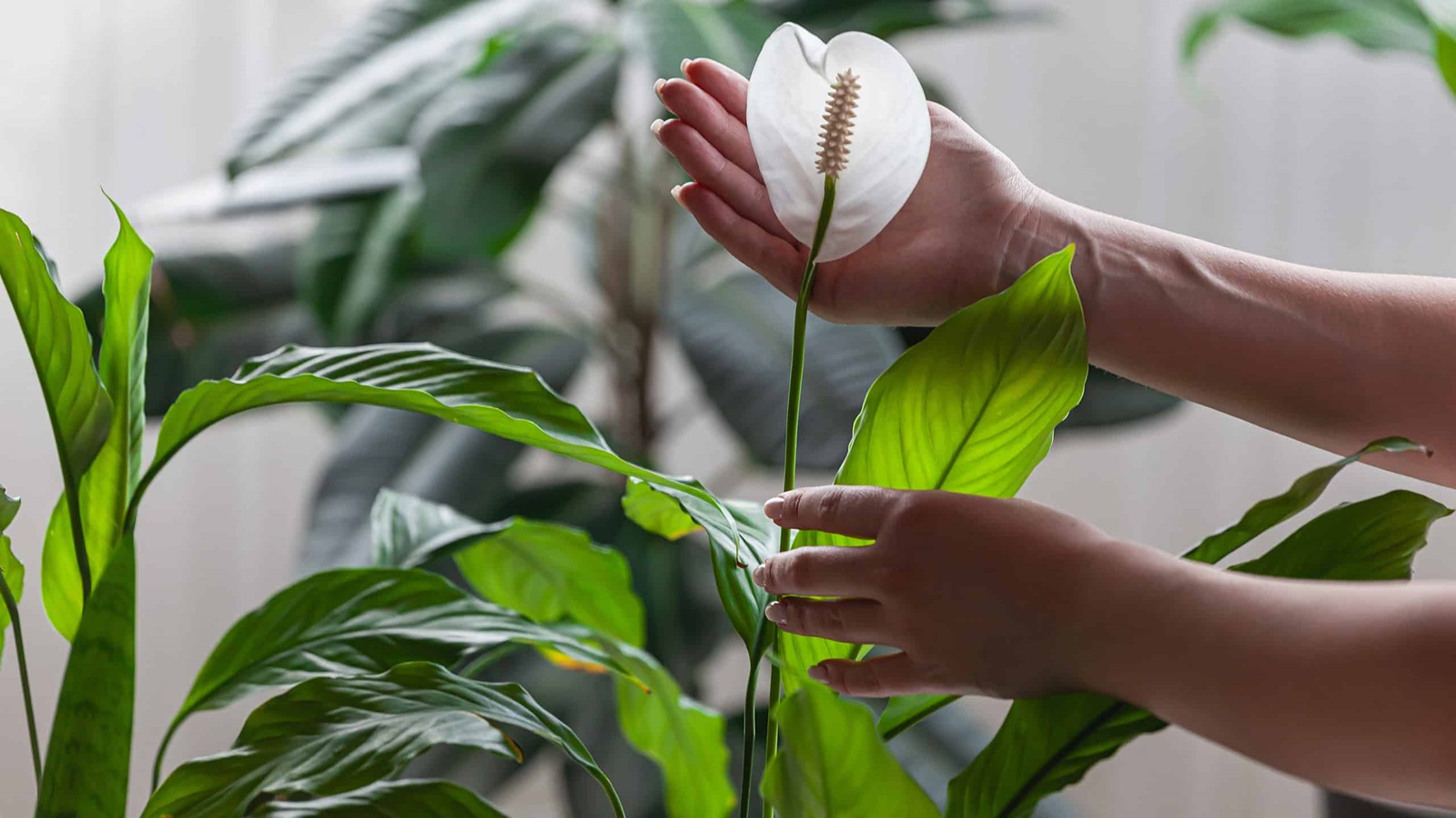 نحوه نگهداری و کود دهی گیاهان آپارتمانی: راهنمای کامل نگهداری از گیاهان