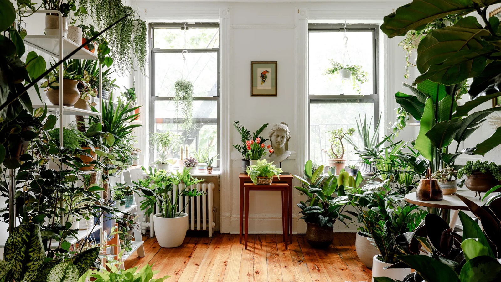 آموزش هرس گیاهان آپارتمانی در فصل بهار: نوع خاک و ویتامین مورد نیاز گیاهان