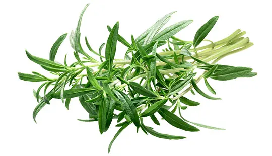 مرزه، گیاهی برای درمان بیماریها