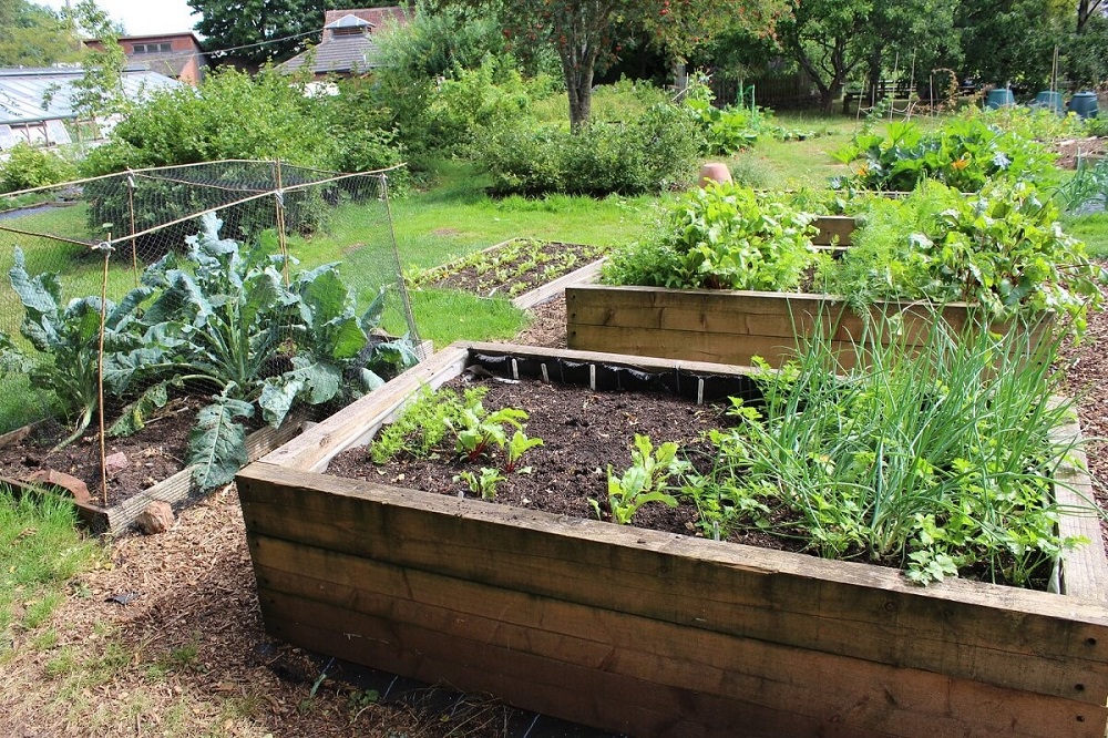 raised-garden-bed