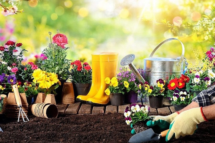 16-Most-Common-Gardening-Questions-And-Answers