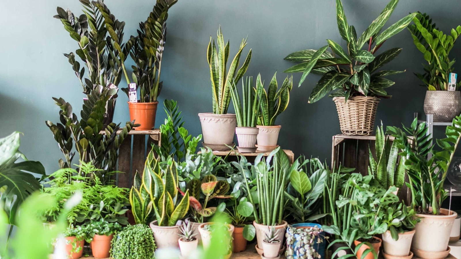 اسرار باغبانی آپارتمانی: نحوه کاشت و نگهداری از 10 گیاه آپارتمانی