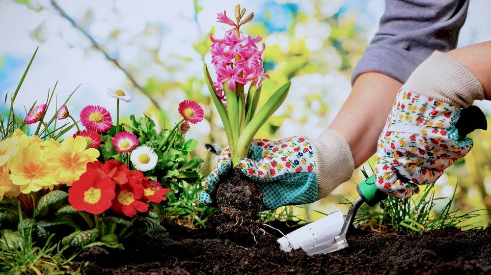 gardener-planting-flowers-gardening-skills-ss-featured