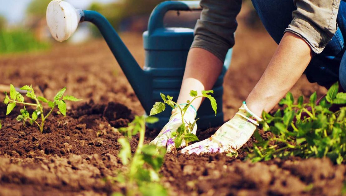 باغبانی شامل چیست؟ | راه های باغبانی + ابزار باغبانی