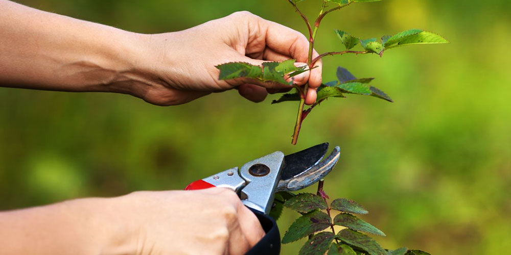 purning-in-branches