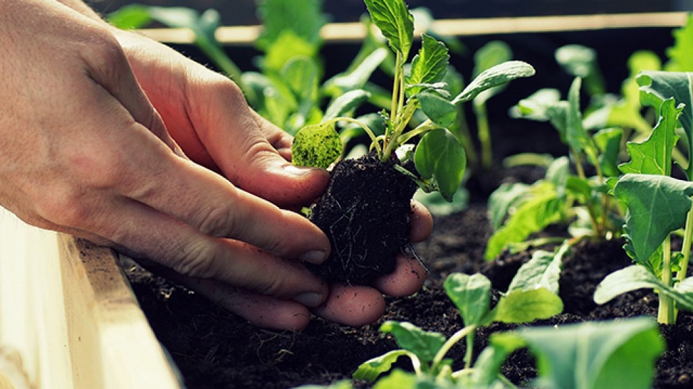 urban-gardening-1-1280x720