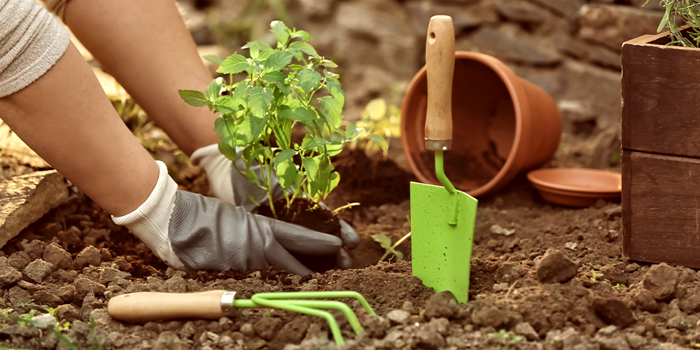 Second-Year-Gardening-Tips-main-sherwood-park