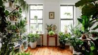 آموزش هرس گیاهان آپارتمانی در فصل بهار: نوع خاک و ویتامین مورد نیاز گیاهان