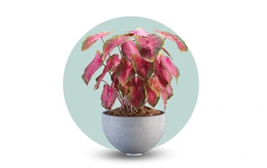 خرید اینترنتی انواع گلدان های کریستالی چینی سفالی 