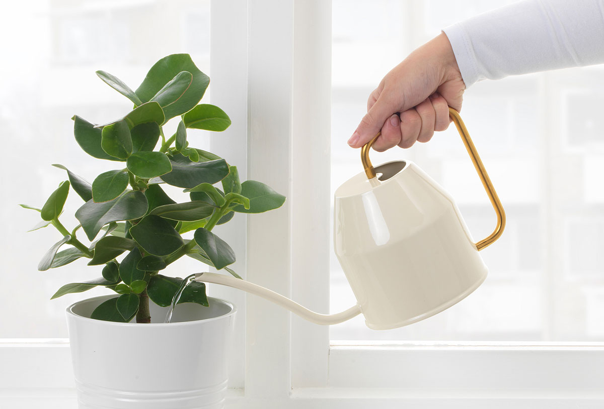   VATTENKRASSE-watering-can-Ikea-Banner-01 