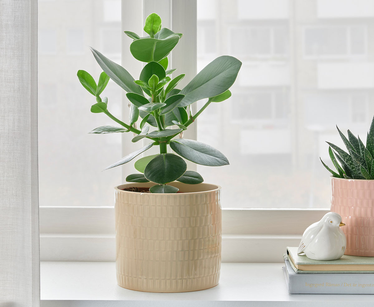 CHIAFRON-Plant-pot-00505439-Ikea-Banner-01