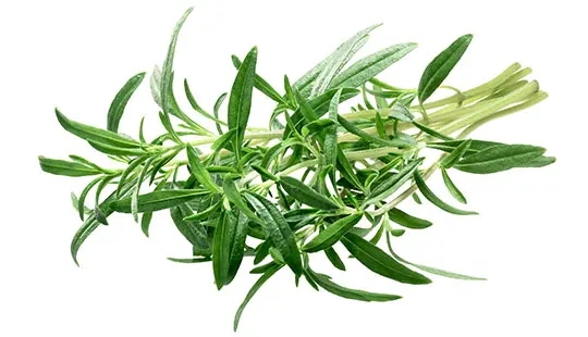 مرزه، گیاهی برای درمان بیماریها