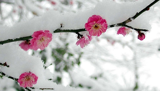 آشنایی با گلهای مقاوم به سرما